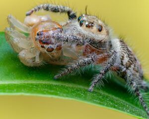 Do Jumping Spiders Bite