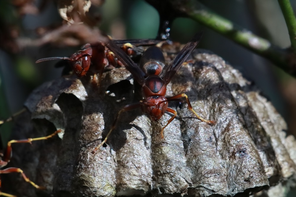 Hornet Nest vs Wasp Nest