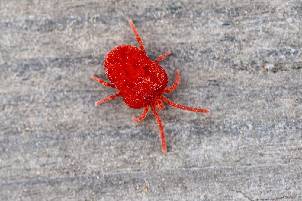 clover mites or chiggers