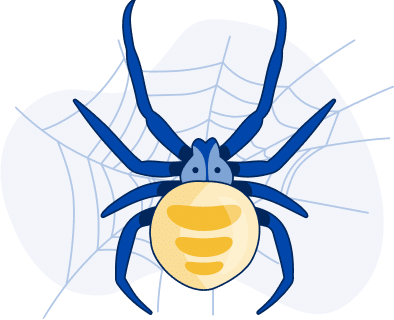 Spider Removal In Provo, Utah