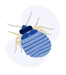 bedbugs