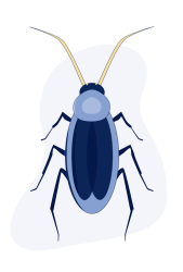 cockroaches